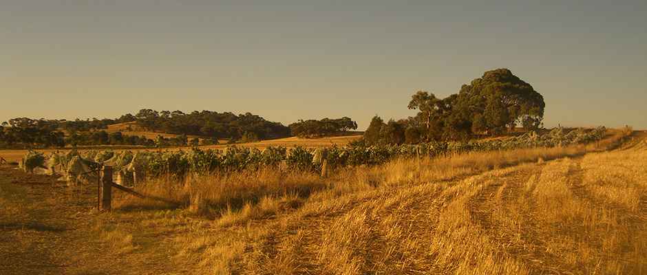 Vineyard